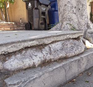 In West Los Angeles. What To Do When Your Tree’s Roots Are Destroying The Sidewalk