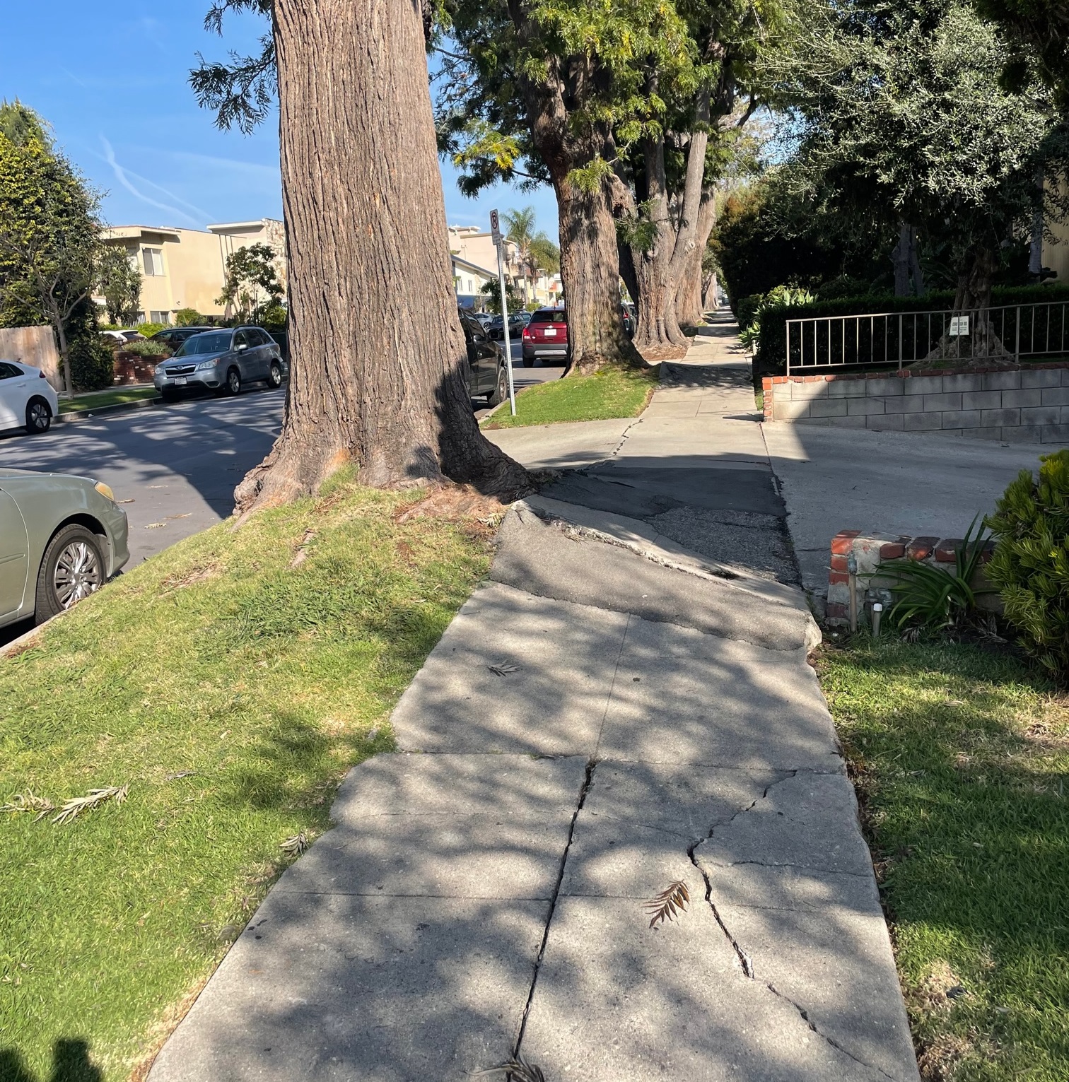 tree roots sidewalk repair los angeles