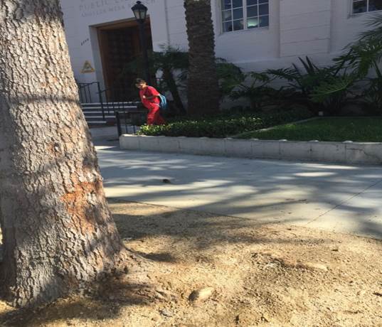 Leimert Park Sidewalk Repair Rebate Program